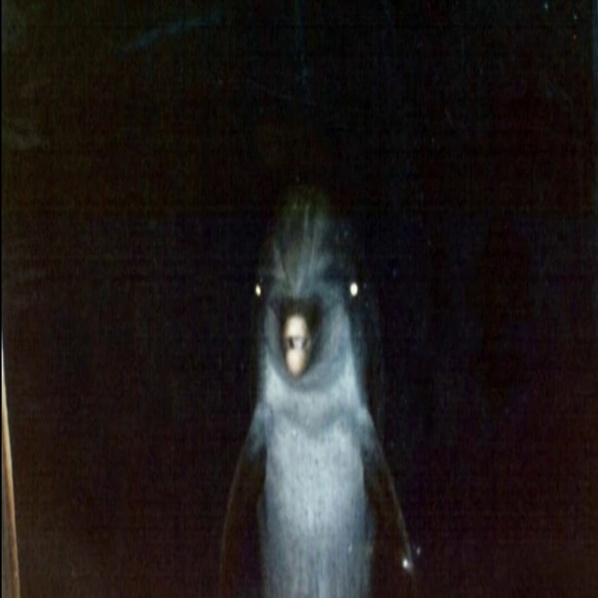 Аватара пользователя